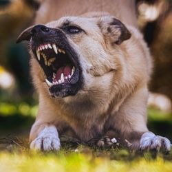 Is a Dog Owner Liable If Their Dog Attacks a Trespasser?