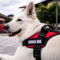 Can I File a Claim for a Dog Attack Caused By a Service Dog?